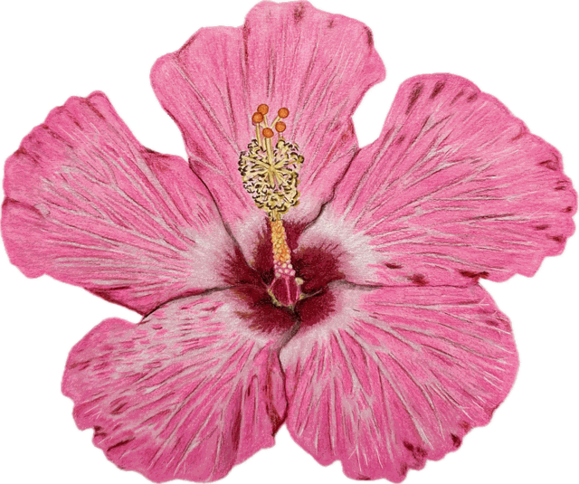 A colored pencil drawing of a pink hibiscus.