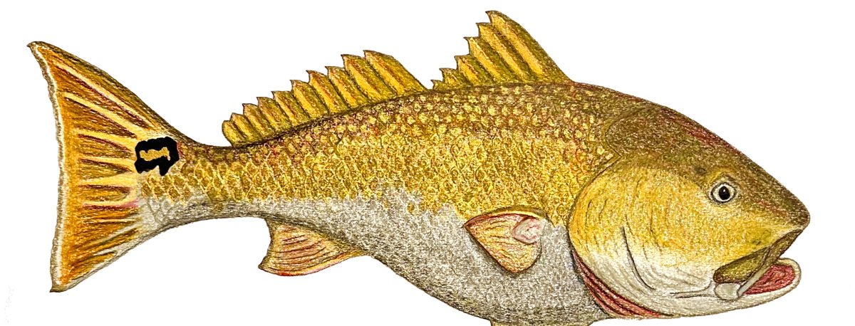 A colored pencil drawing of a redfish.